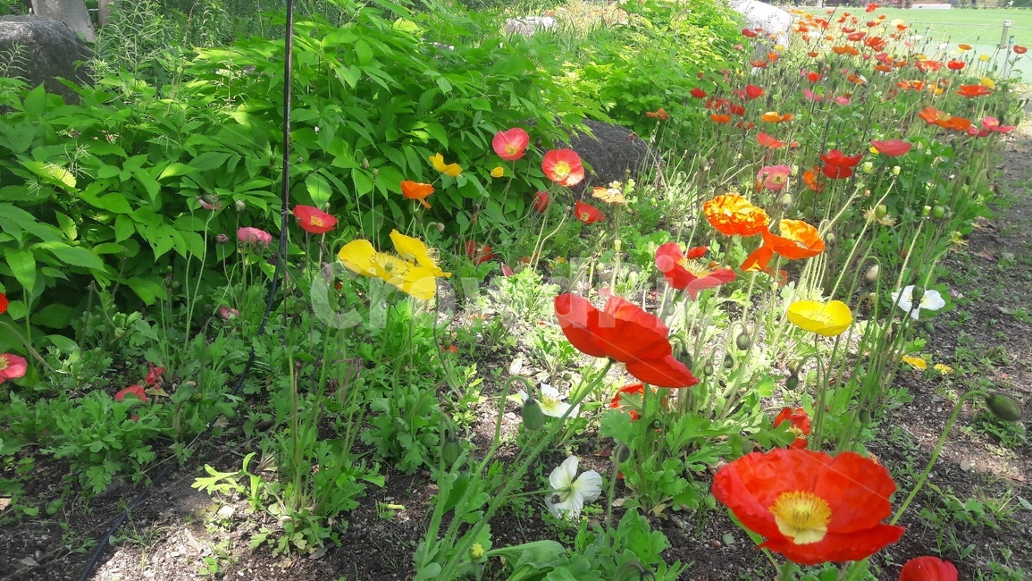 꽃양귀비,양귀비,꽃,식물,flower,알록달록,식물,자연,plants,nature,꽃,flower
