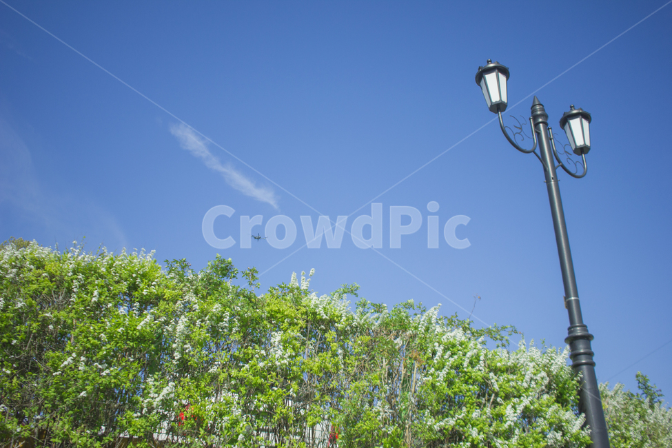 공원,매빅,드론,봄,비행,하늘,봄,계절,spring,season,자연,풍경,nature,landscape,lamp post,램프 포스트
