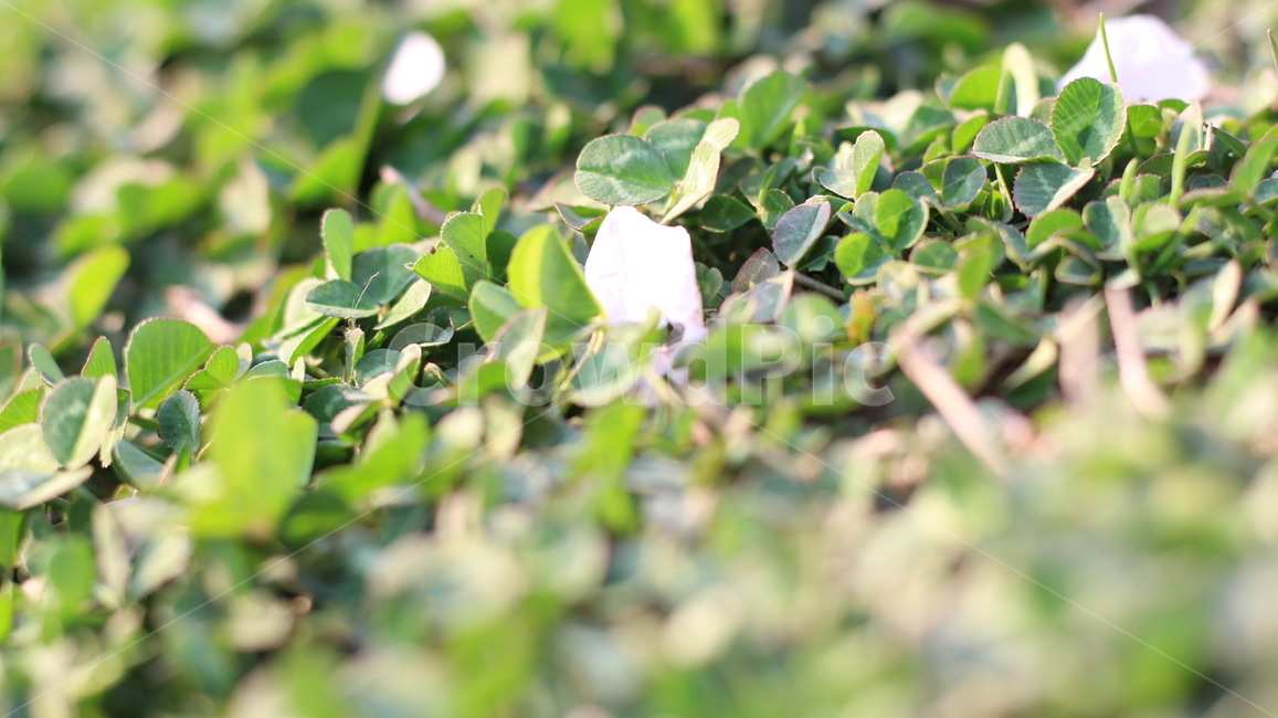 풀,초록,자연,클로버,배경,식물,자연,plants,nature