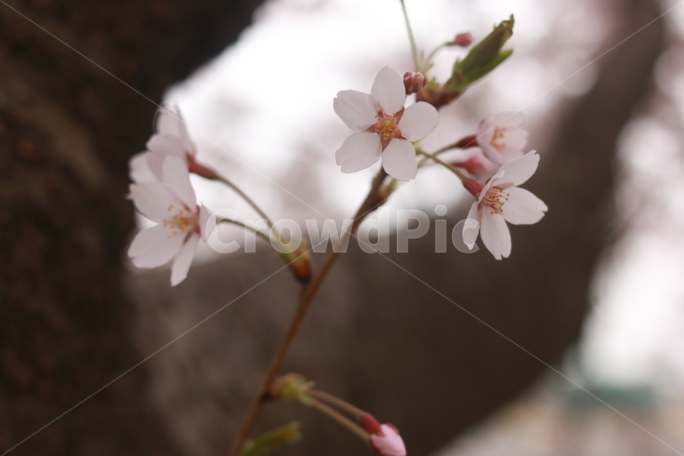 plant,식물,blossom,flower,꽃,봄,벚꽃,식물,자연,plants,nature,꽃,flower