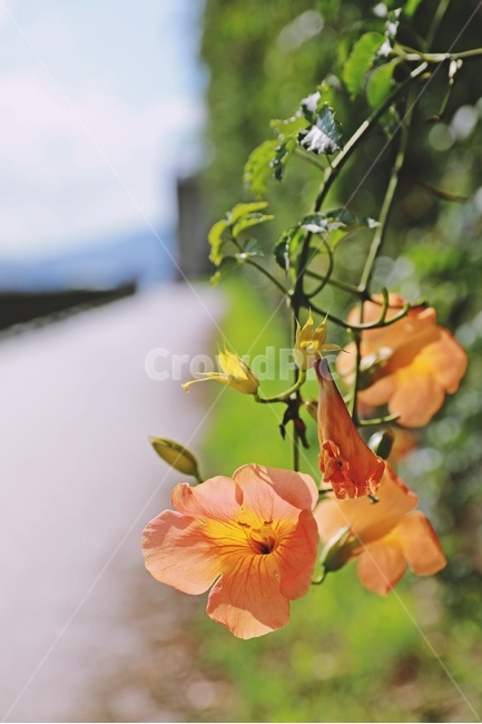 능소화,꽃,여름,flower,atrumpetcreeper,nature,여름,계절,summer,season,식물,자연,plants,nature,꽃,flower,plant