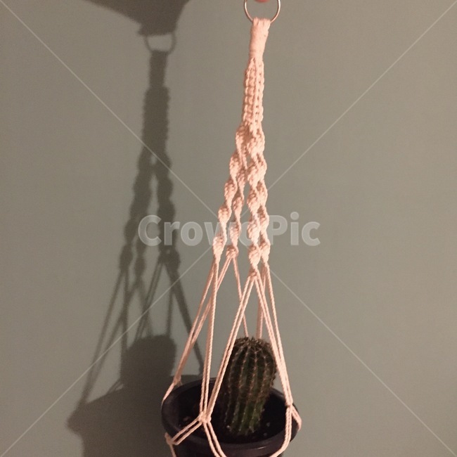 행잉플랜트,화분,선인장,plant,macrame