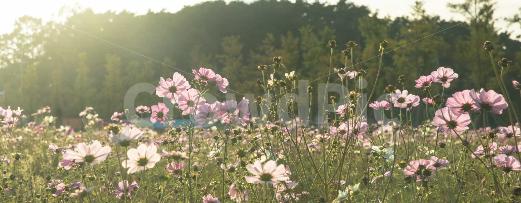 꽃,코스모스,따뜻함,flower,cosmos,햇살,가을,강릉,경포,소니,소니A7,SONYA7,SONY,평화로움,가을,계절,fall,autumn,season,자연,풍경,nature,landscape,식물,plants,꽃,flower,plant,blossom,geranium,제라늄