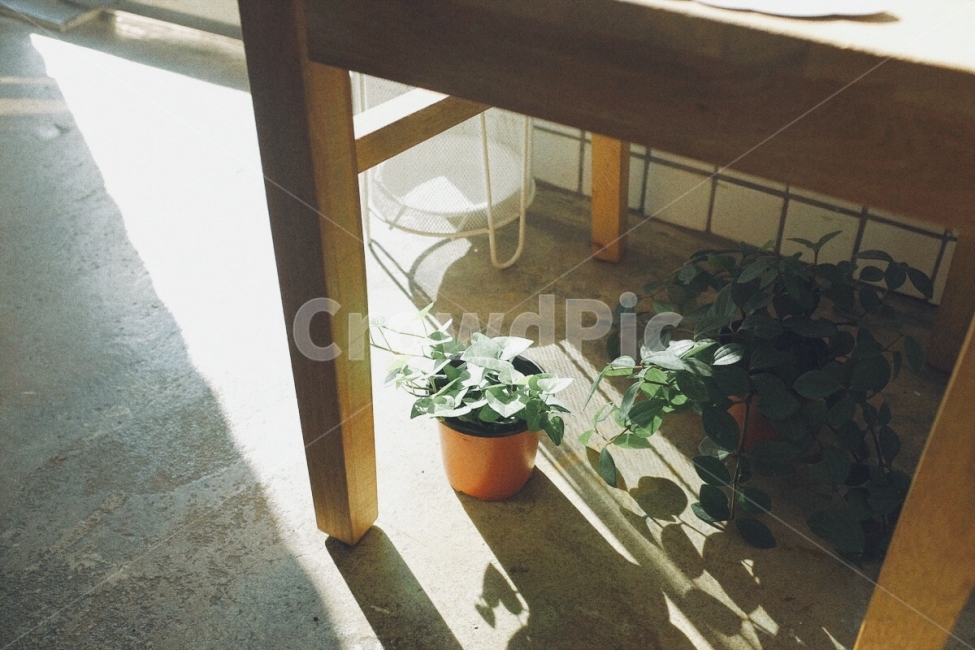 감성사진,식물,화분,필름,햇빛,색감,emotion,plant,flower,film,color,sunshine,식물,자연,plants,nature,실내용화초,화분,화초,house plant,감성,sensible,feeling,휴식,힐링,rest,relaxation,healing,인테리어,실내디자인,interior design