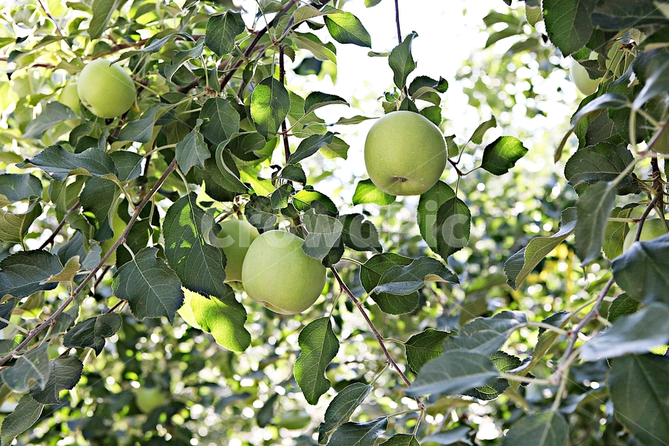 사과,풋사과,과일,농사,과수원,자연,여름,과일,열매,fruit