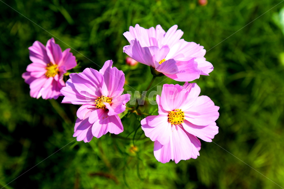 꽃,가을,코스모스,풍경,자연,가을,계절,fall,autumn,season,식물,자연,plants,nature,꽃,flower,geranium,제라늄,plant,blossom