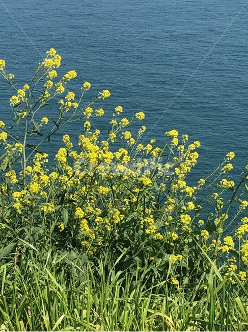 오륙도,노란꽃,풀잎,바다,섬,봄,계절,spring,season,식물,자연,plants,nature,꽃,flower,plant