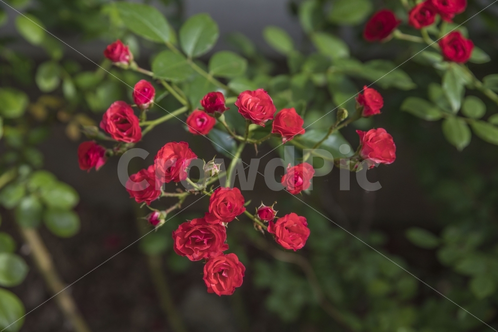 꽃,장미,붉은꽃,붉은장미,빨강,식물,자연,plants,nature,꽃,flower
