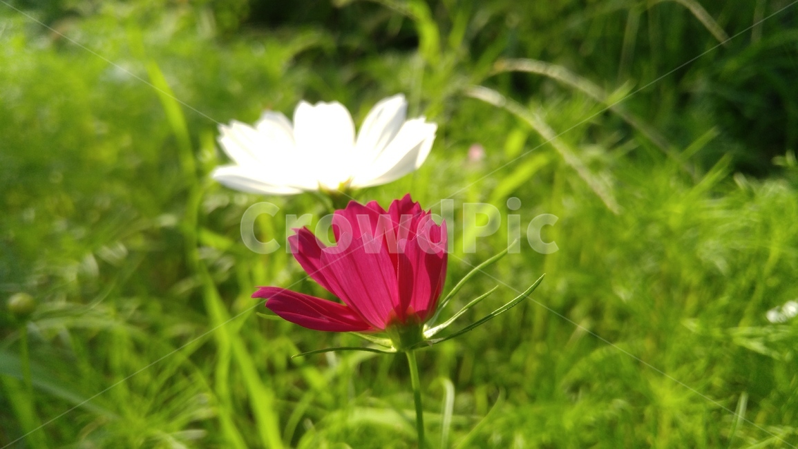 코스모스,꽃,흰꽃,붉은꽃,흰색,붉은색,꽃잎,식물,plant,식물,자연,plants,nature,꽃,flower