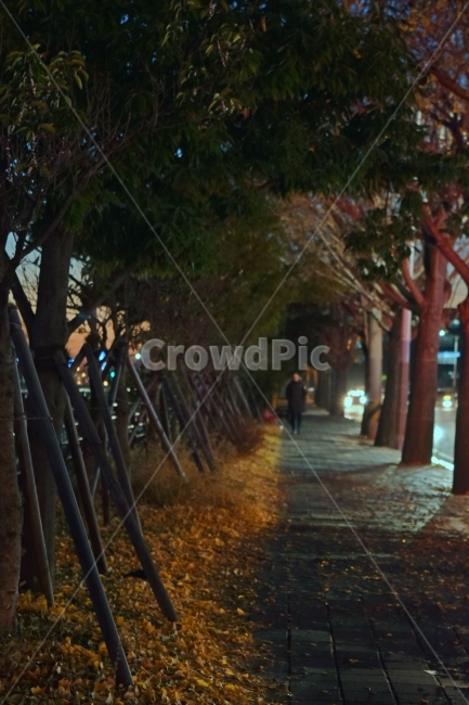 인도,단풍,가로수,나무,노랑,가을,계절,fall,autumn,season,사람,인물,인간,human,person,인물실루엣,사람실루엣,character silhouette,human silhouette,고독함,외로움,쓸쓸함,우울함,슬픔,lonely,solitary,arbour,정자,garden,정원,outdoors,옥외