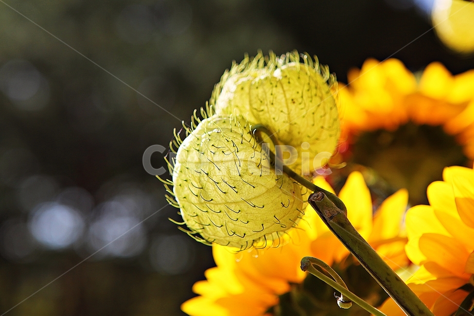 꽃,줄기,식물,자연,야외,가을,가을꽃,공원,식물,자연,plants,nature