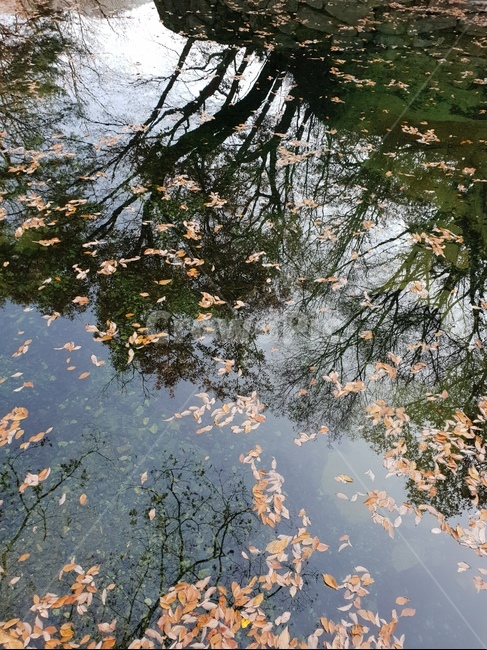단풍,가을,반영사진,개울,통도사,가을,계절,fall,autumn,season,water,물,land,땅,outdoors,옥외,nature,자연,tree,나무,plant,식물,leaf,잎