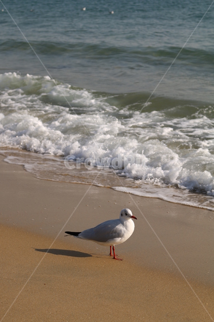 갈매기,해변,부산,부산갈매기,animal,동물,bird,새,자연,sea,바다,water,물,동물,animal,조류,새,birds