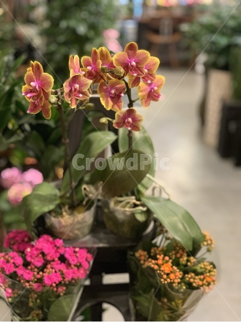 plant,식물,flower,꽃,blossom,식물,자연,plants,nature,꽃,flower