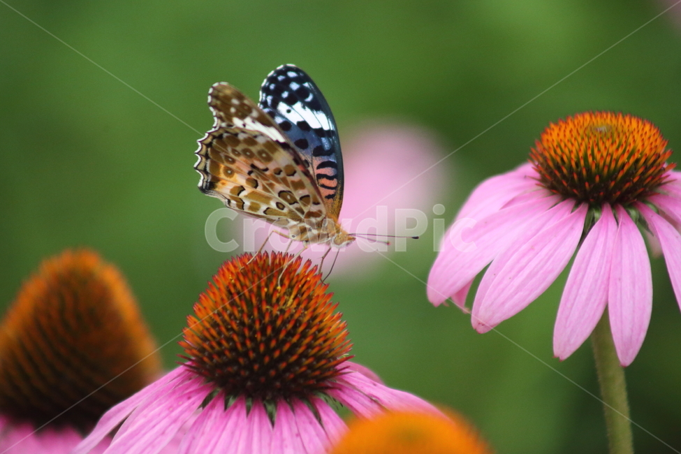 꽃,암끝검은표범나비,나비,동물,butterfly,식물,자연,plants,nature,꽃,flower,곤충,벌레,insect,bug