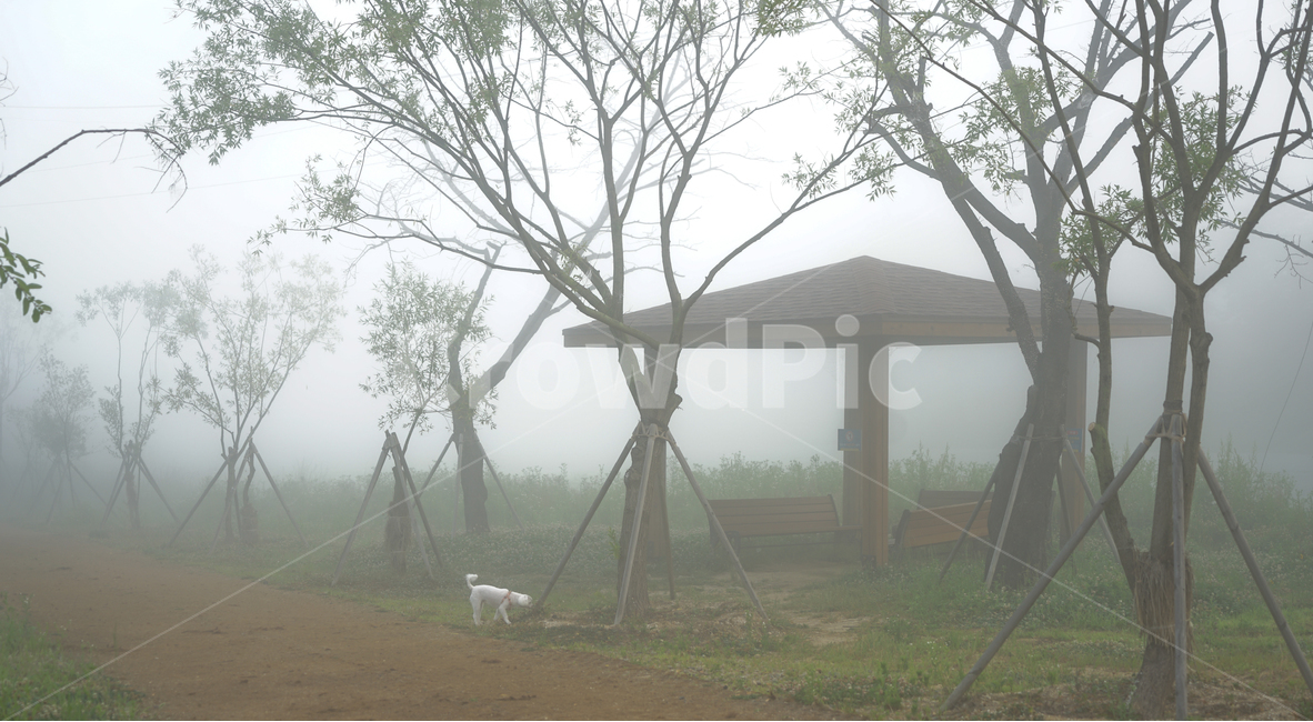 안개,강아지,정자,아침,풍경,공원,자연,풍경,nature,landscape,한국자연풍경,한국자연경관,korea nature landscape,한국전통,한국문화,korean traditional,korean culture,동물,animal,포유류,mammal,개,강아지,dog,doggy,건축물,건물외관,exterior,building,structure,architecture,construction