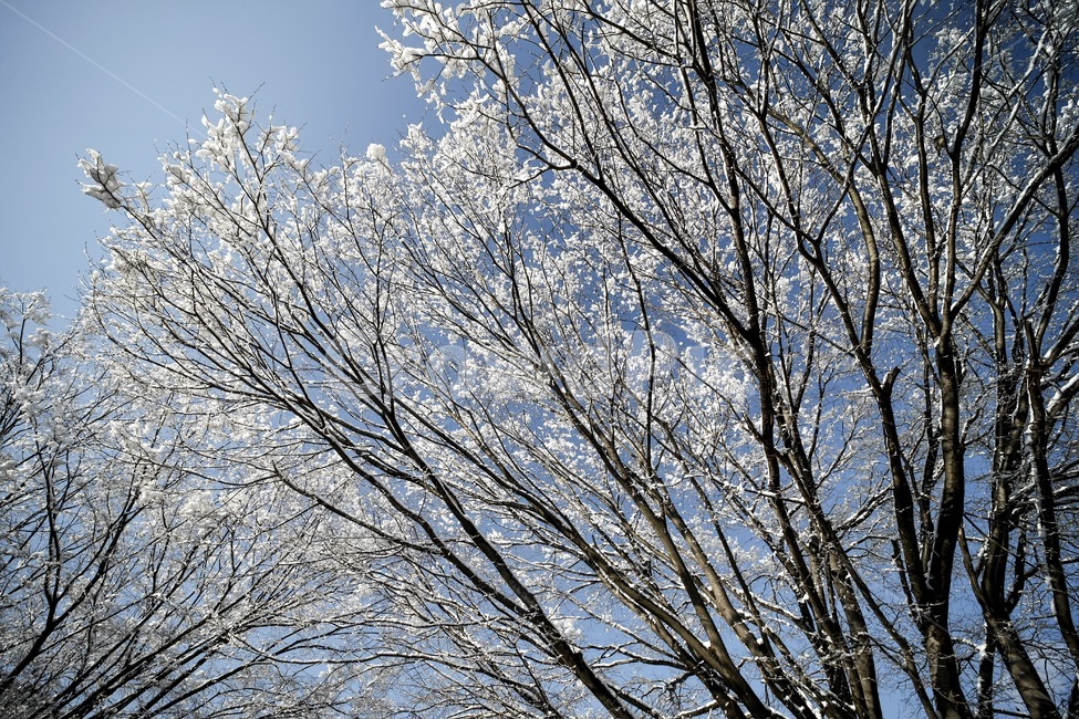 겨울,설경,풍경,나무,하늘,winter,tree,snow,겨울,계절,winter,season,식물,자연,plants,nature,나무,trees,wood