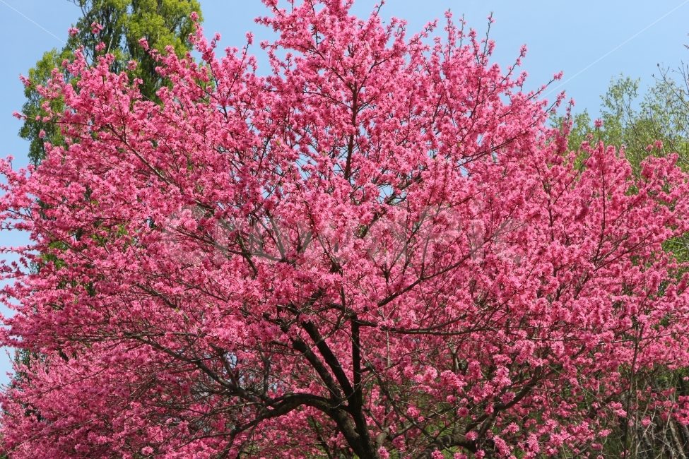 꽃,분홍,봄,2017년,여름,충청남도,한국,진분홍,자연,풍경,봄,계절,spring,season,식물,자연,plants,nature,꽃,flower,plant,blossom