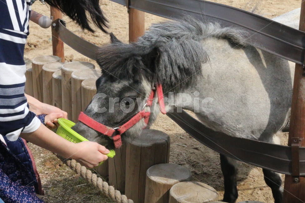 조랑말,먹이주기체험,동물체험,동물원,말,조랑마,경주마,경마,체험,나들이