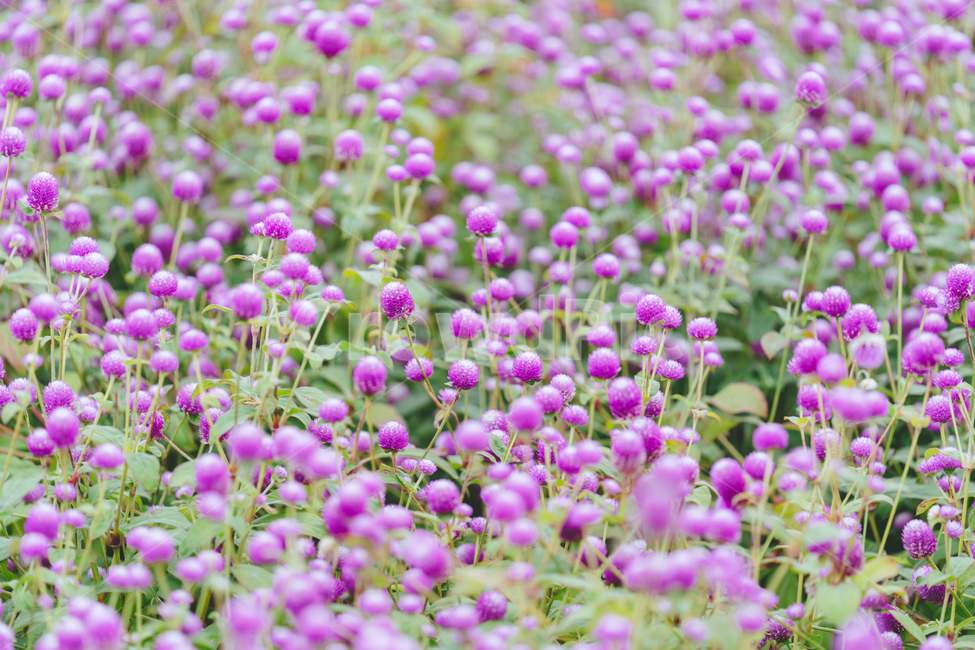 꽃,flower,자연,식물,천일홍,가을꽃,보라색,gomphrenaglobosa,plant,blossom