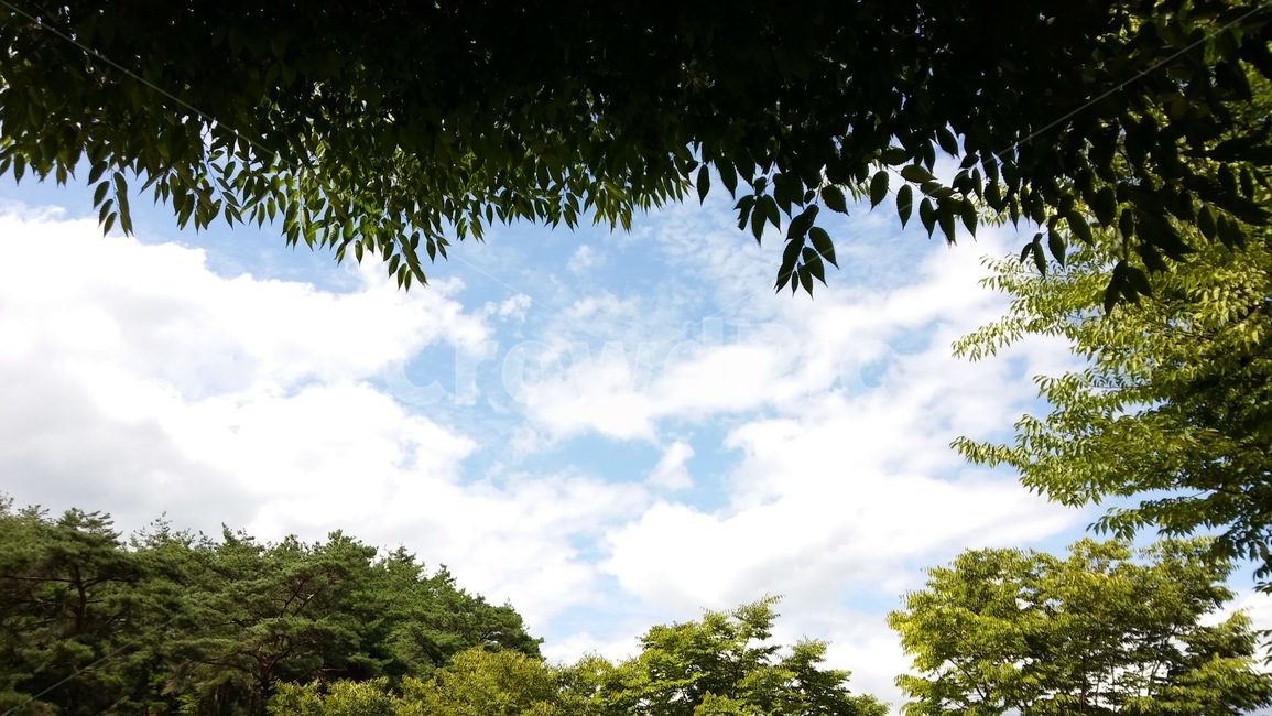 하늘,구름,풍경,숲,나무,뭉게뭉게,자연,풍경,nature,landscape,tree,plant,식물,vegetation,초목