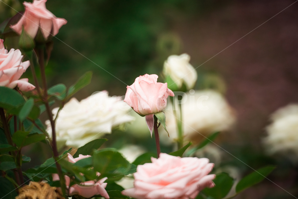 장미,꽃,flower,flowers,rose,꽃밭,자연,식물,nature,plant,plants,꽃잎,장미꽃,식물,자연,plants,nature,꽃,flower