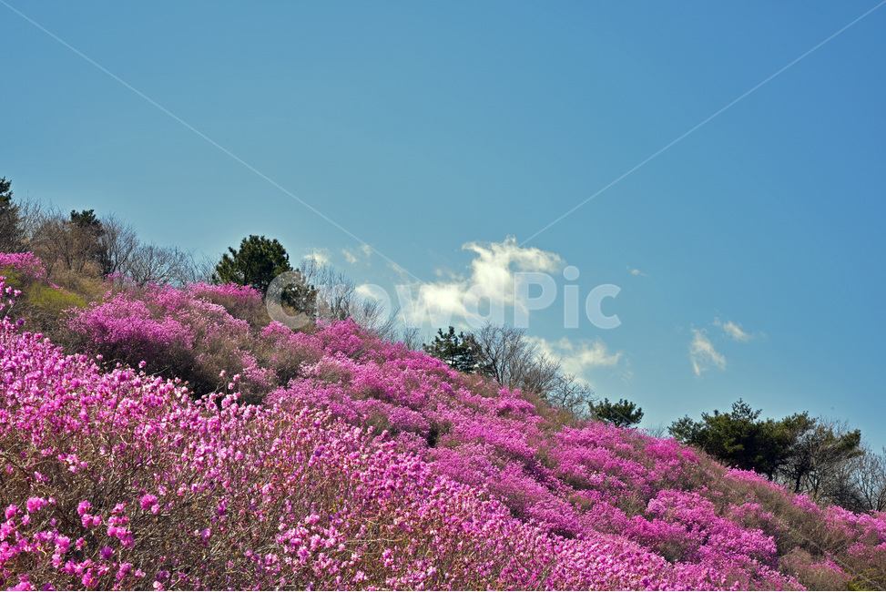 진달래,koreanrose,참꽃,두견화,만산홍,분홍색,봄,야생화,자연,풍경,nature,landscape,식물,plants,꽃,flower,outdoors,옥외