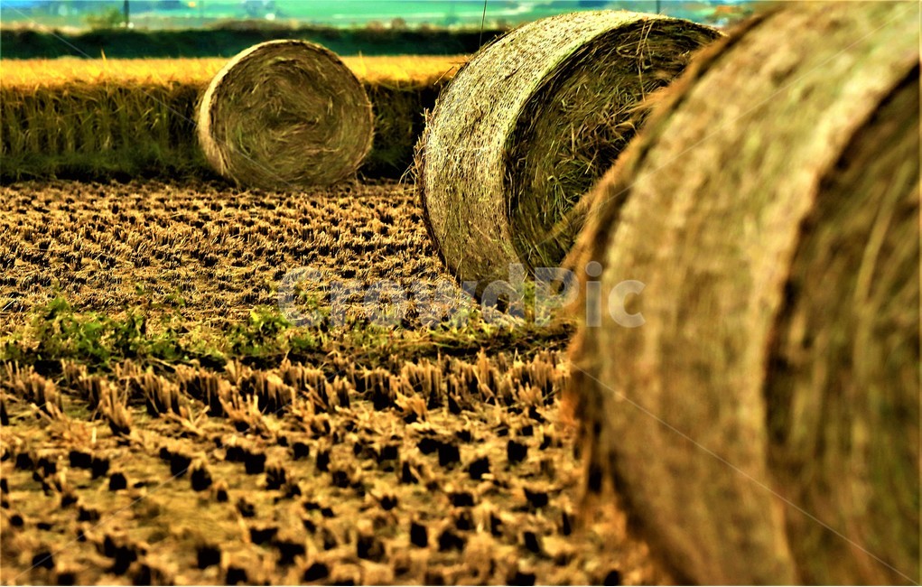 Harvest übersetzung Harvest übersetzung