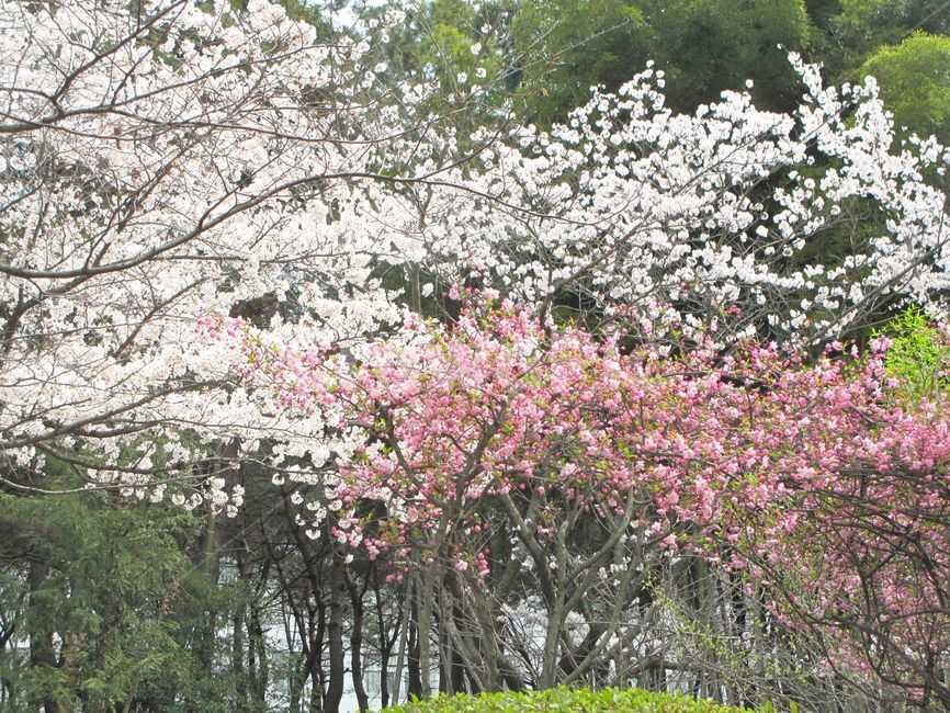 spring,Double cherry blossoms,movables,Cherry Blossom,flower