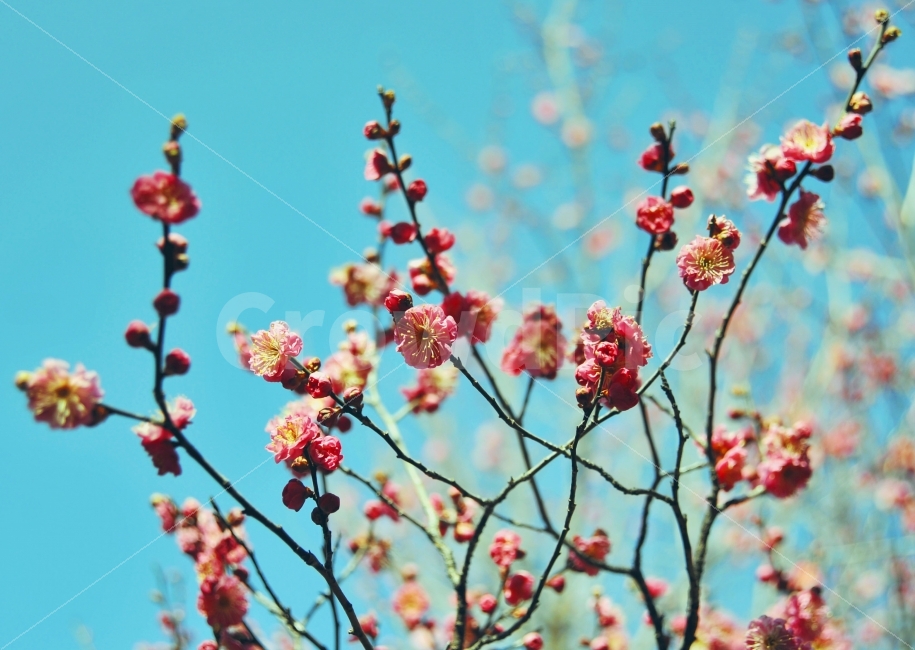 홍매화,꽃,봄,따뜻한,파란하늘,식물,자연,plants,nature,감성,sensible,feeling,봄,계절,spring,season,꽃,flower,plant