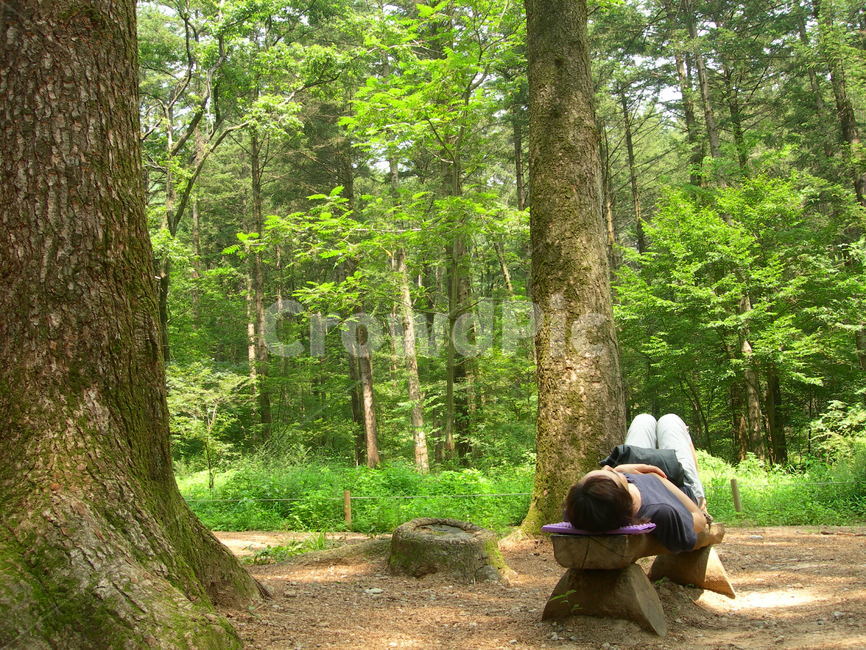 휴식,쉼,나무,힐링,자연,산,공원,숲,사람,벤치,rest,tree,healing,nature,park,forest,woman,person,bench