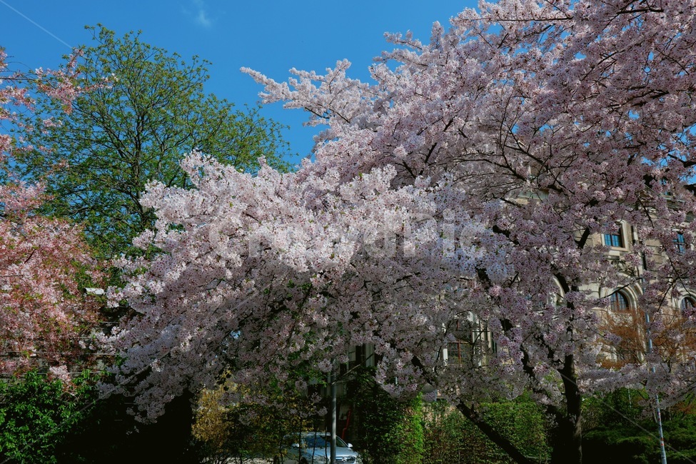 plant,식물,flower,꽃,blossom,식물,자연,plants,nature,꽃,flower,나무,trees,wood