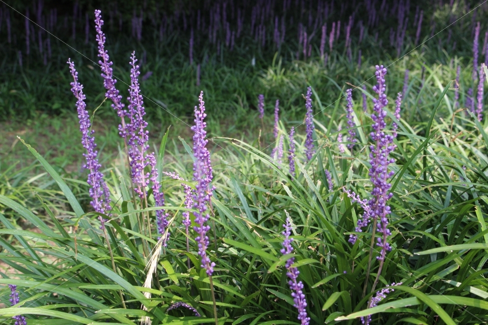 꽃,풀,식물,잎,자연,야외,공원,정원,보라,보라색,자주색,초록색,식물,자연,plants,nature,꽃,flower