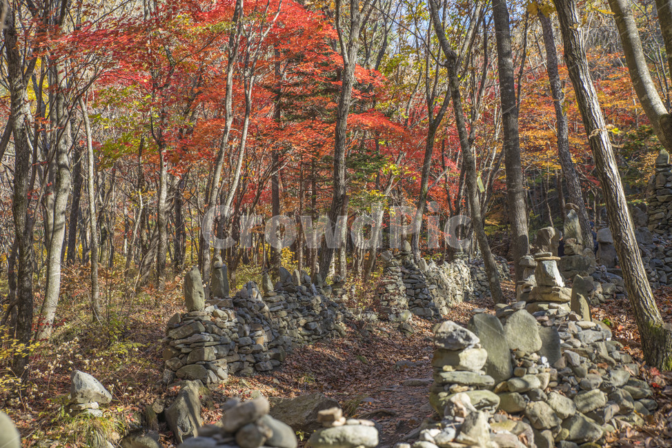 가을,풍경,단풍,가을나무,가을풍경,울긋불긋,가을,계절,fall,autumn,season,식물,자연,plants,nature,나무,trees,wood,tree,plant