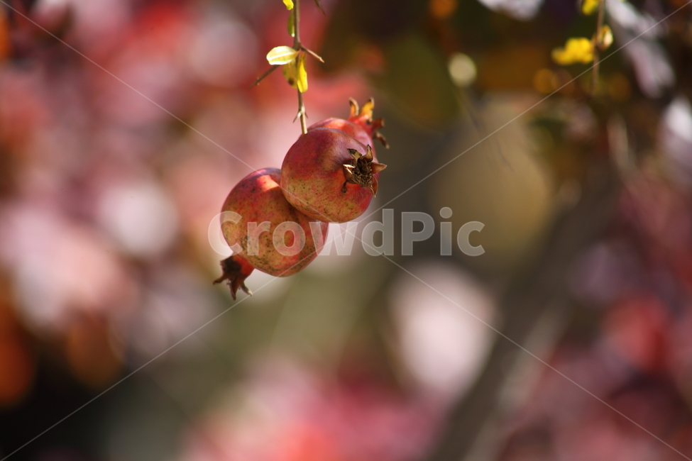 석류,열매,과일,식물,pomegranate,fruit,식물,자연,plants,nature,과일,열매,fruit