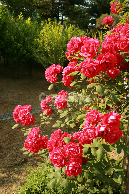 장미,장미덩쿨,식물,flower,plants,nature,꽃,꽃봉오리,식물,자연,plants,nature,꽃,flower
