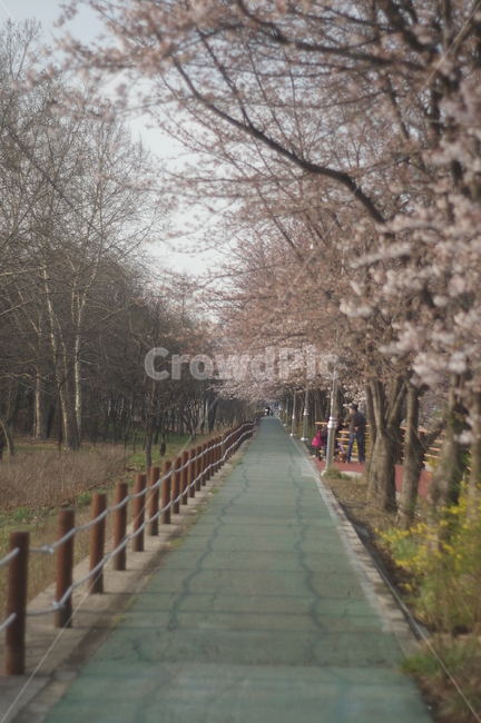 벚꽃,꽃길,길,봄,만개,분홍색,산책로,산책길,벚나무,꽃나무,양재,시민의숲,도시숲,자연,풍경,nature,landscape,handrail,난간,banister