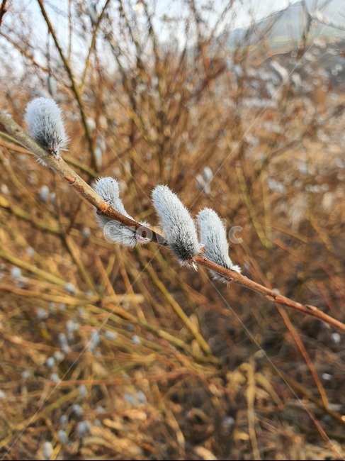 자연,옥외,outdoors,nature,꽃망울,봄
