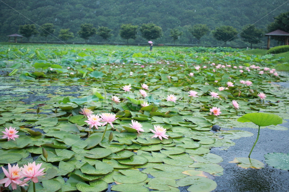 우중출사,장마,비방울,수련,물방울,반동,진동,식물,자연,plants,nature,비,비오는날,rain,rainy