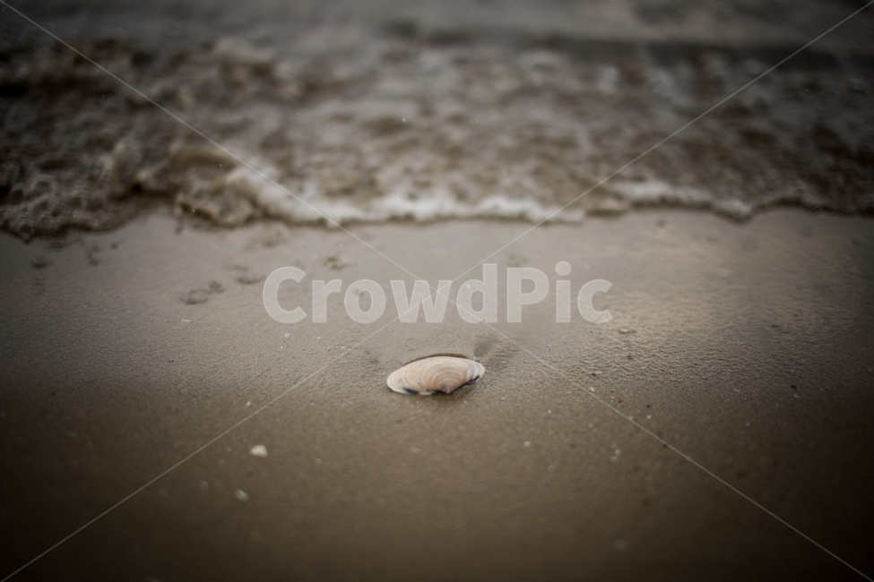 조개,sealife,해양생물,바다,파도,해변,바다,beach,sea