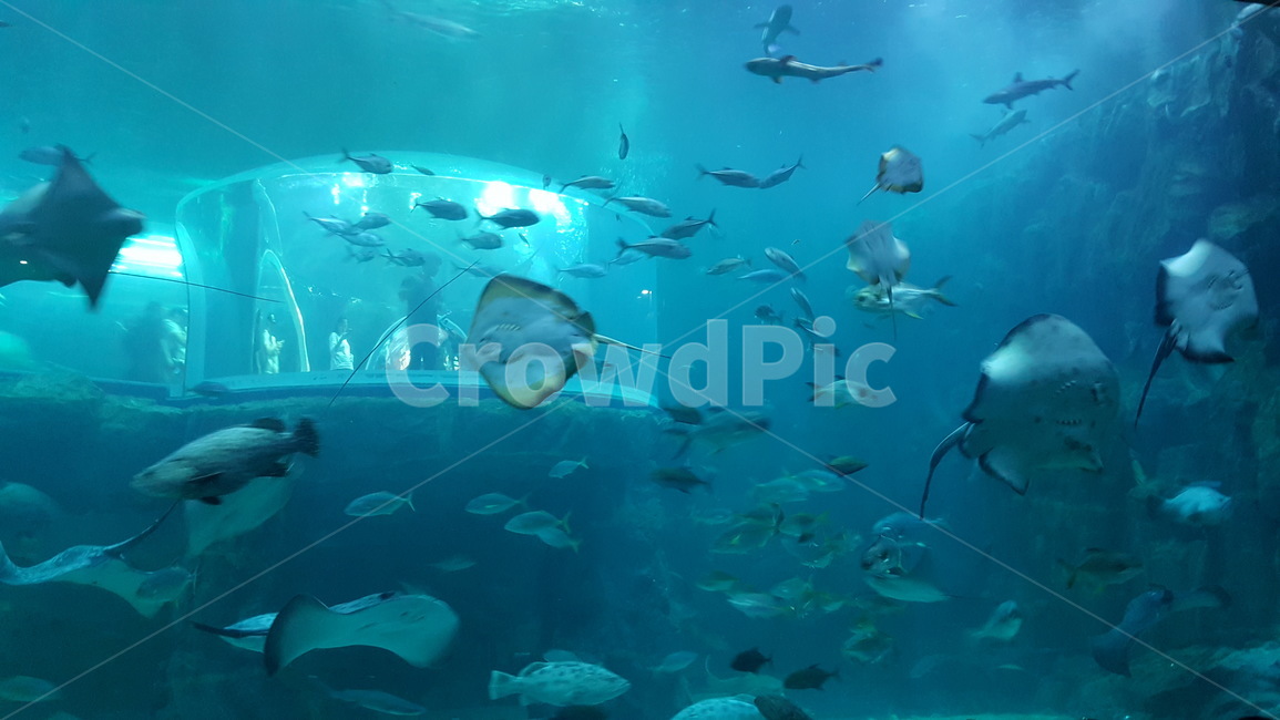 여수,아쿠아리움,물고기,수족관,가오리,동물,animal,어류,물고기,fish