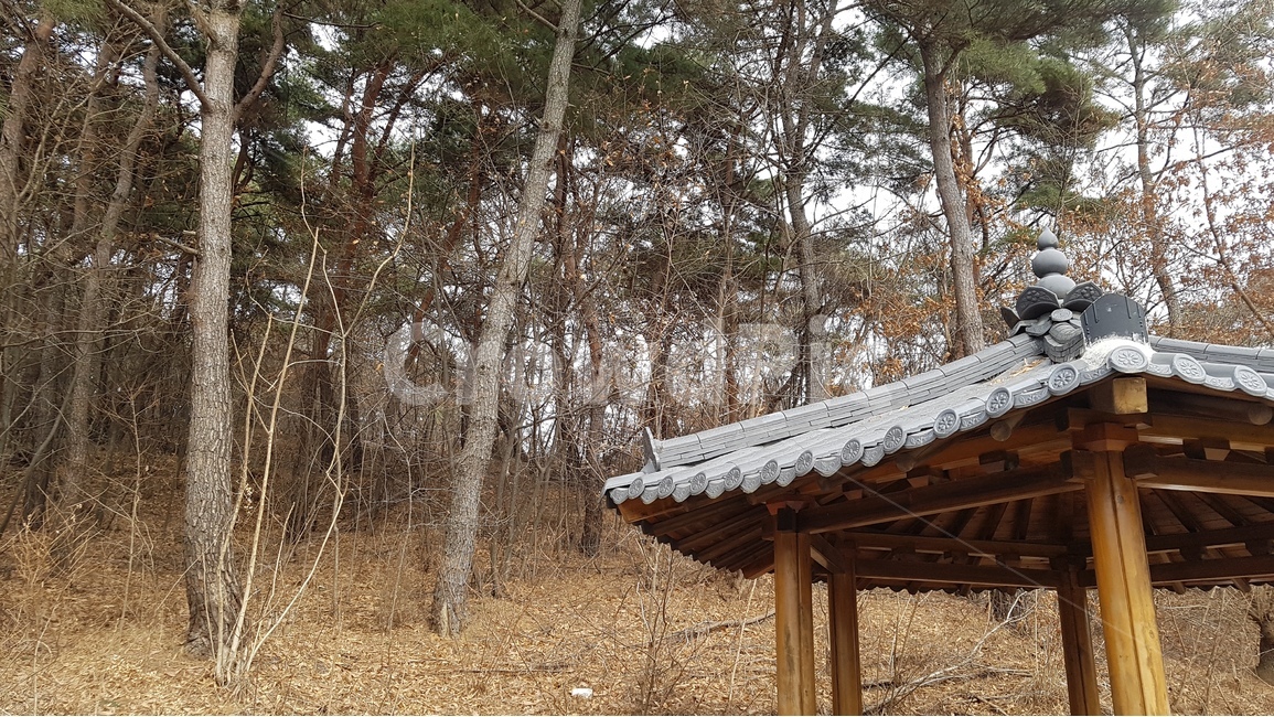 정자,겨울,낙엽,공원,소나무,가을,가을,계절,fall,autumn,season,한국전통,한국문화,korean traditional,korean culture,건축물,건물외관,exterior,building,structure,architecture,construction