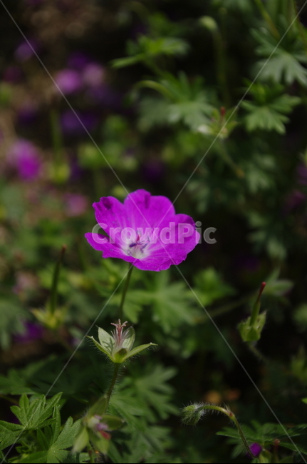 꽃,flower,식물,plant,계절,봄,spring,식물,자연,plants,nature,꽃,flower