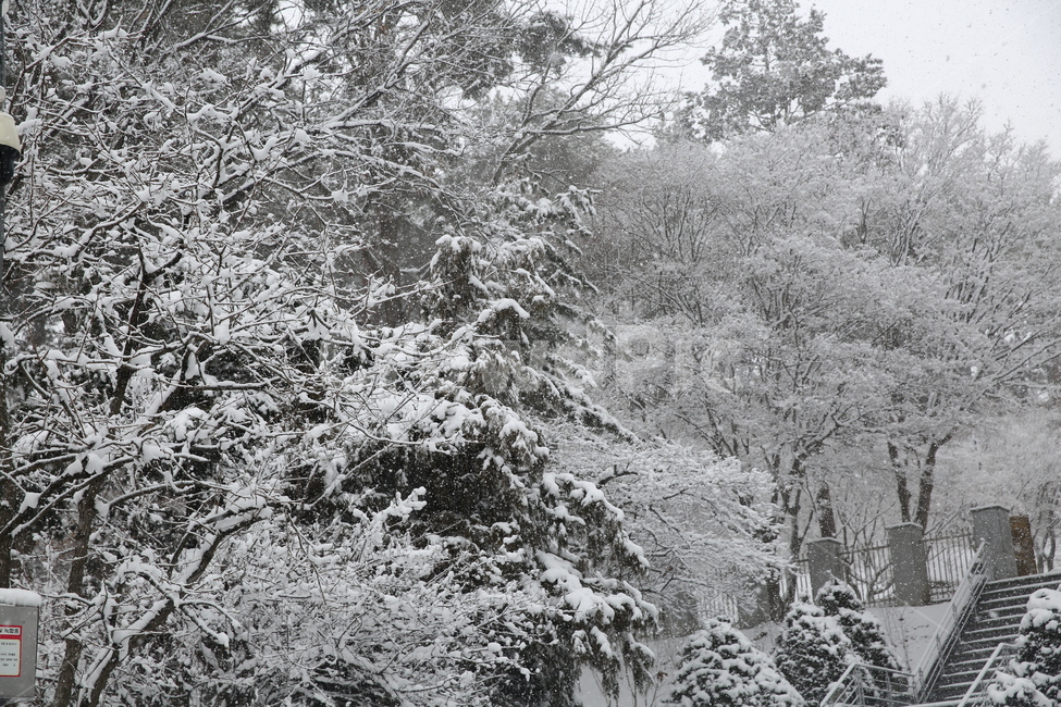 겨울,자연,nature,눈,snow,눈꽃,추위