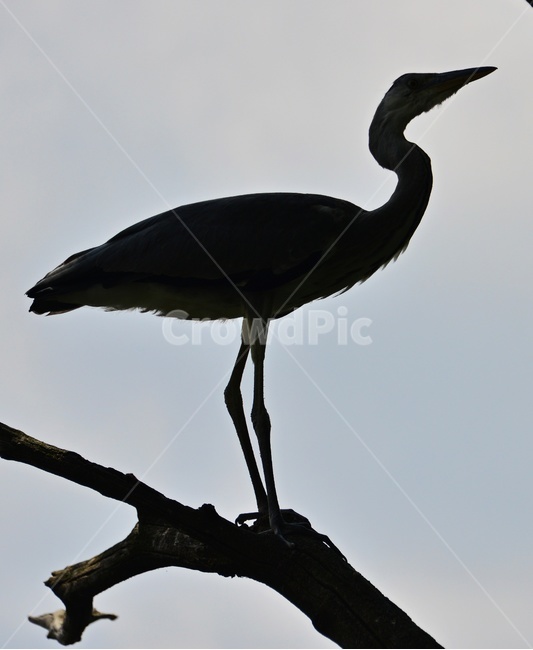 bird,새,animal,동물,waterfowl,egret,백로,stork,황새