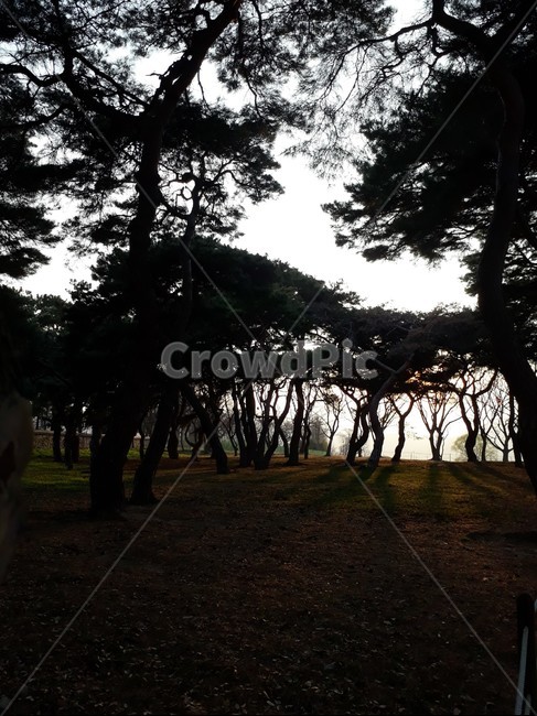 plant,식물,tree,나무,treetrunk,나무줄기,공원,park,그늘,shadow,wood,소나무,전나무