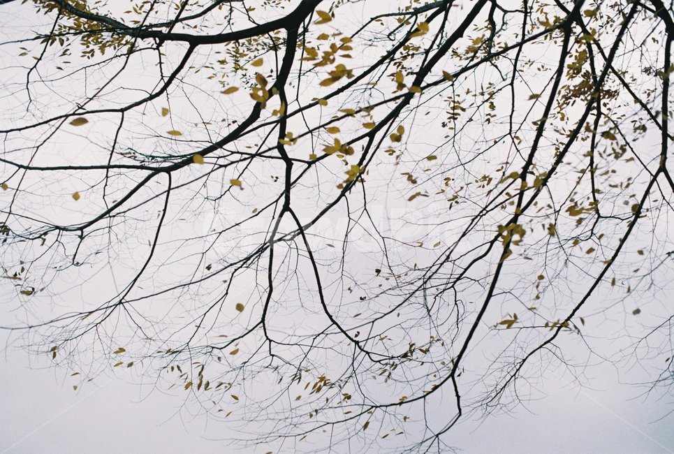 하늘,낙엽,겨울,가을,나무,가을,계절,fall,autumn,season,식물,자연,plants,nature,나무,trees,wood,tree,plant,tree trunk,나무 줄기