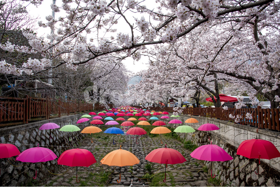 벚꽃,봄,진해,여좌천,우산,꽃,관광지,이밴트,장식,봄,계절,spring,season