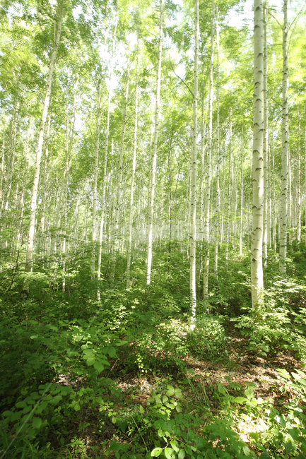 자작나무,숲,자작나무숲,식물,tree,나무,forest,woodland,삼림지,초목,nature,plant