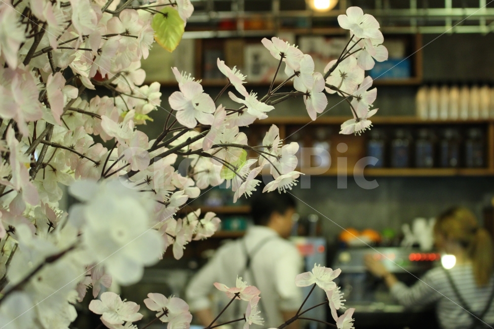 커피,카페,스페셜티,로스터리,인테리어,맛집,coffee,cafe,specialty,roastery,꽃,소품,식물,자연,plants,nature,인테리어,실내디자인,interior design,커피,카페,coffee,cafe,꽃,flower